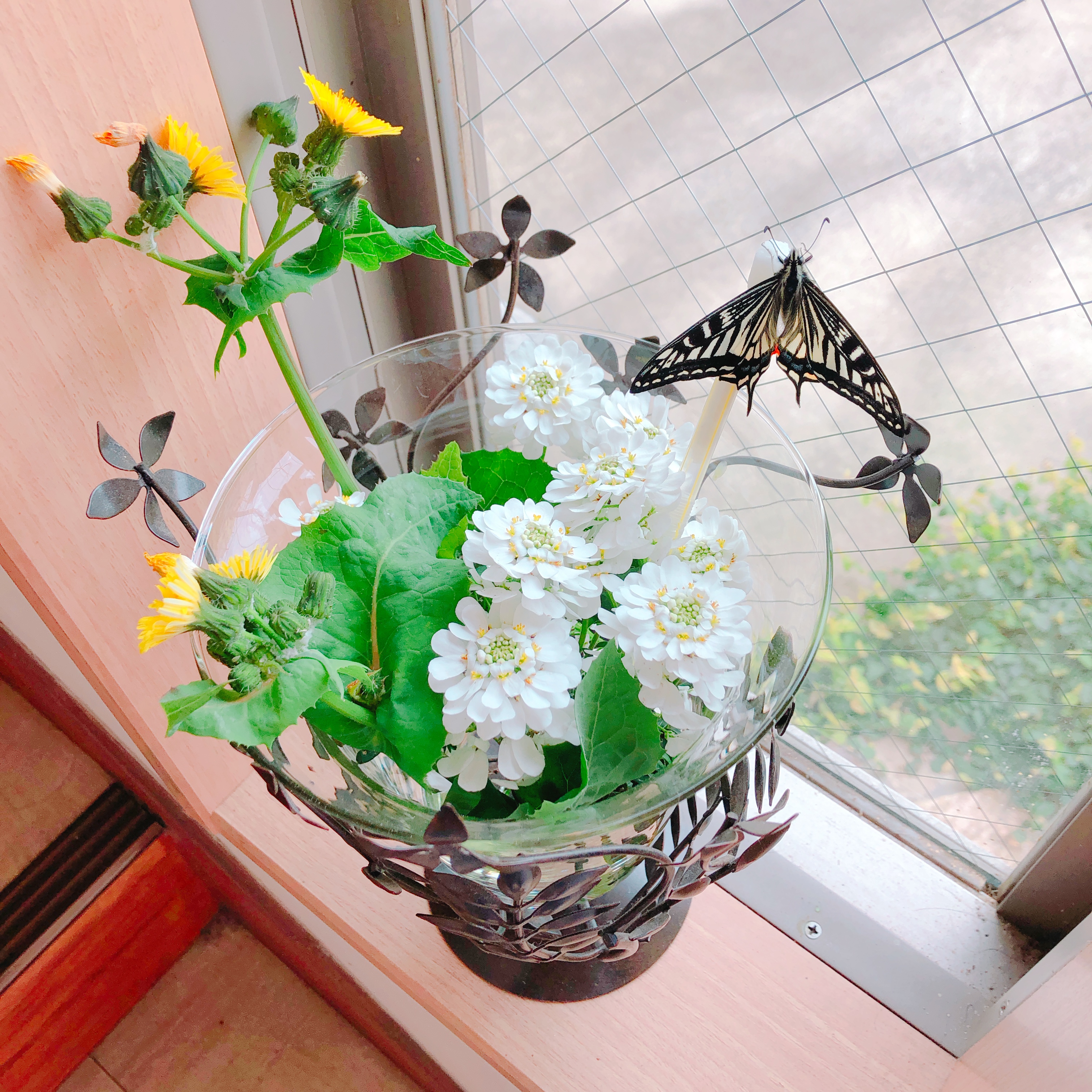 Twitterの続き*蝶のこと